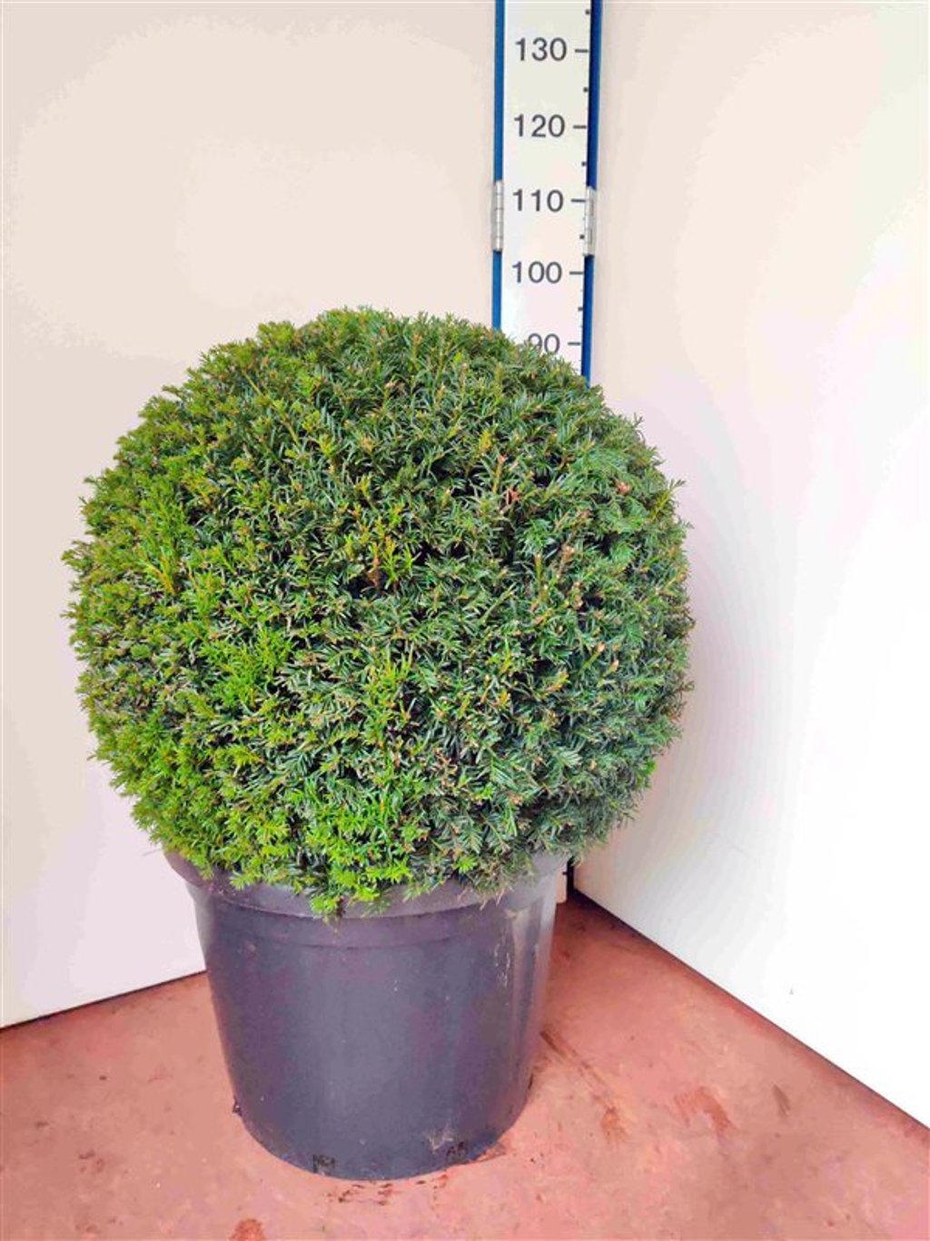 Taxus baccata - 65 CM Ball Cont.